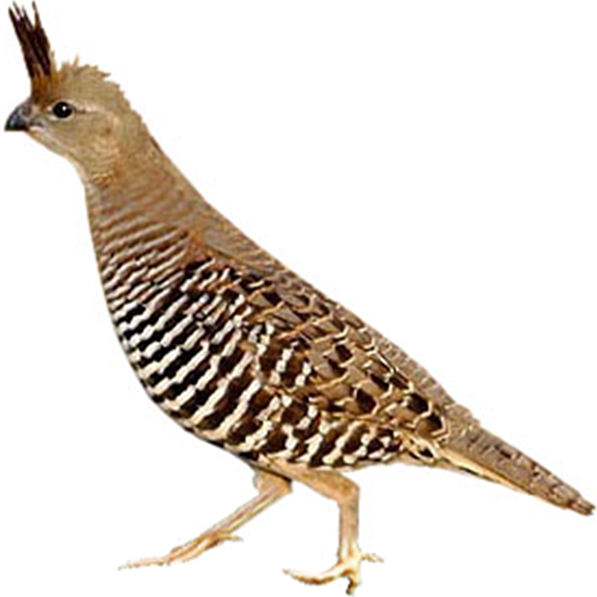 Banded Quail
